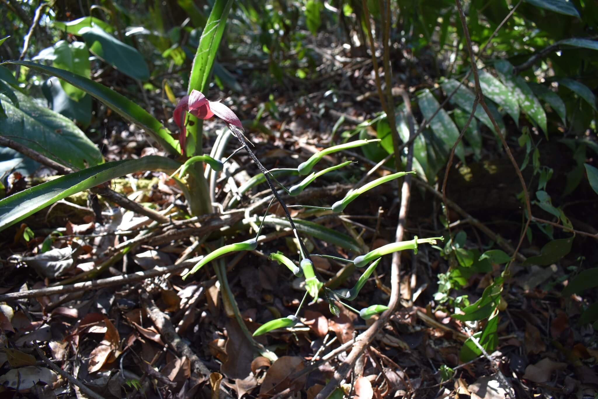 Billbergia viridiflora